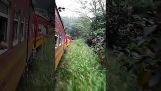 Journey through the forest 😍#shorts #train #travel #vlog #srilanka #trainloon