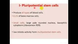 𝗛𝗜𝗦𝗧𝗢𝗟𝗢𝗚𝗬 Bone marrow