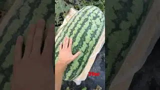#кавун #кавуни #watermelon