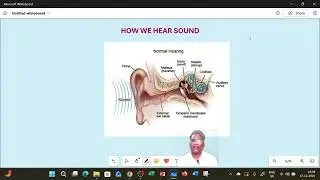 HOW  DO WE HEAR SOUND?