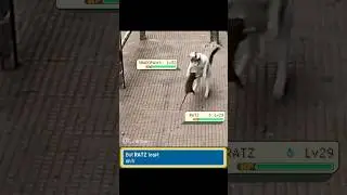 POV : RAT Tested Face Punch on silly CAT - AMAZING Results! - FurArena #pokemon #pokemonmeme