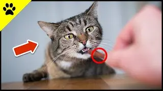 7 Feeding Mistakes Almost EVERY Cat Owner Makes!