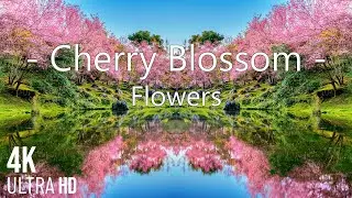 4K Cherry Blossom 🌸 (Sakura) - Flowers - Relaxing Piano Music & bird sounds
