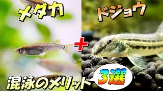 メダカ飼育にドジョウを混泳させるメリットと相性が良い理由【室内・屋外（ビオトープ）両方で同居可能！】