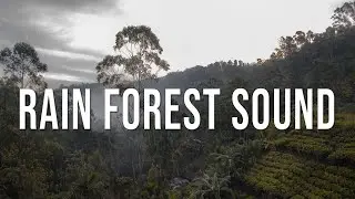 Rain Forest Sound - LIVE - SLEEP - ASMR