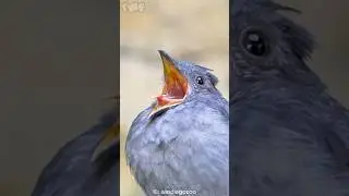 This Bird's Scream Will SHOCK You! 😱🦜 | Screaming Piha's Unbelievable Call #shorts