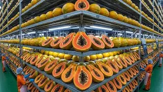 Inside a Modern Papaya Factory|  From Fresh Papaya to Sweet Desserts | Food Processing Tour