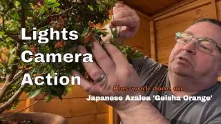 Geisha Orange Azalea Dead Head, Cuttings and Lighting Test | To Do List | Bill's Bonsai