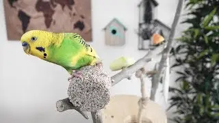 Kuş Kumu | Kalamar Kemiği | Mineral Blok Nedir Nasıl Kullanılır