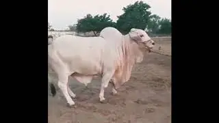 Shah Cattle Farm 2019 Ka White Nukra Bachra
