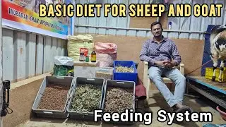 Basic Deit For Sheep And Goat Feeding System 