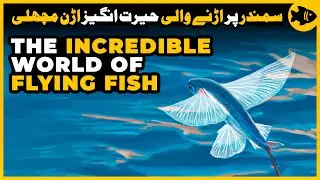 The Incredible World of Flying Fish | Top Facts and Information about Flying Fish | Garnai Fish