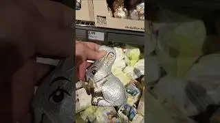 Wahrheit Medaillon Sitzhase