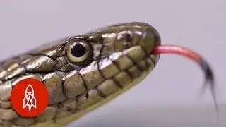 The 5-Foot Snake Whose Wetland Homes are Disappearing