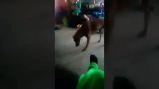 My dog loves popcorn