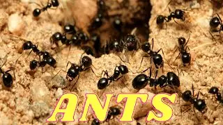 About Ants | Brain It