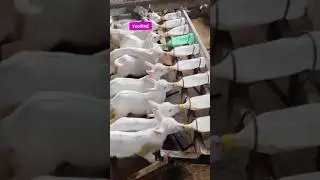 Feeding Calf #ytshorts #dairybusiness