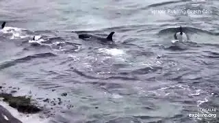 Orca Cam   live streaming video of wild Orcas   Explore org   Google Chrome 2022 07 25 16 14 45
