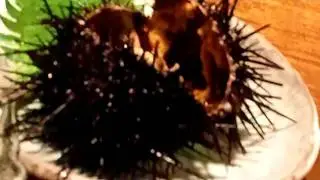 活ウニ