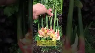 Young Ginger grown in Ohio