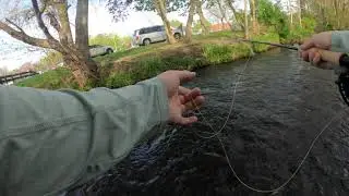 Brownie on a Dry Fly at the Carlls River (Babylon, NY)