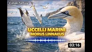 Uccelli marini - Morus Linnaeus