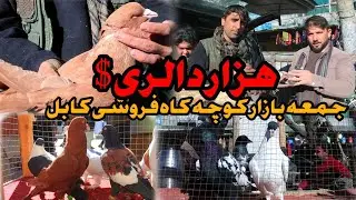 هزار دالری $| جمعه بازار کوچه کاه فروشی کابل  Friday birds Bazar Kabul | USD 1,000