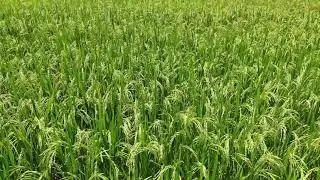 Best Hybrid paddy- MC-13 Dhanya seeds.