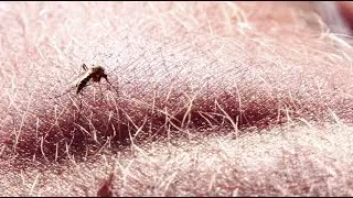 How Mosquitoes Find People