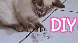 Easy and Cheap Cat Toy Idea 😸💖