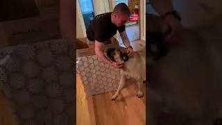 Soldier surprises 170lb dog hidden in Christmas present 🎁🇺🇸 #shorts