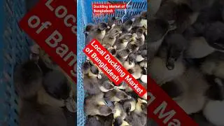 Local Duckling market of Bangladesh! #duck