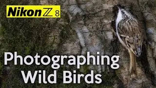 Photographing wild birds with my Nikon Z8 at my local Nature Reserve