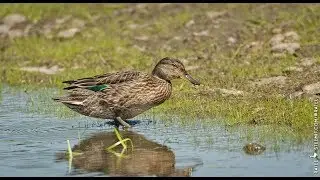 The Eurasian teal, common teal, or Eurasian green-winged teal (Anas crecca), female.