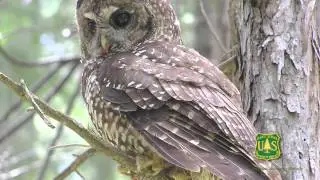 Wildlife Biologist in the US Forest Service, Shasta-Trinity National Forest