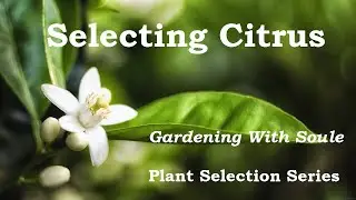 Citrus Selection Tips &ndash; Gardening With Soule - Plant Selection Series 🌞