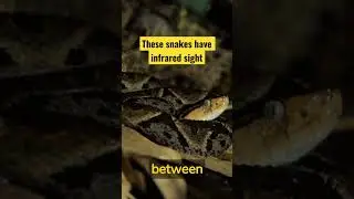 Pit vipers have infrared sight
