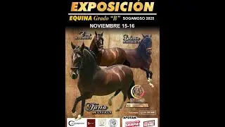 Exposición equina grado B - SOGAMOSO 2025 día 1