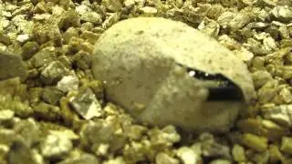 Chuckwalla hatchlings