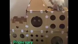 Insider Pet l BoxKitty