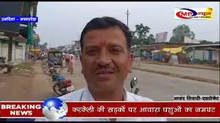 उमरिया - करकेली की सड़कों पर आवारा पशुओं का जमघट MP NEWS NETWORK UMARIA NEWS 1