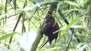 Pearled Treerunner in the Cusco Cloud Forest