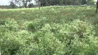 Parthenium hysterophorus Cultivation (?) &copy; Pankaj Oudhia