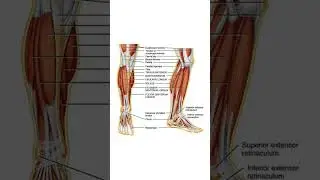 #lower limb muscles.