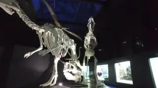 Western Australian Museum