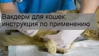 Вакдерм для кошек: инструкция по применению