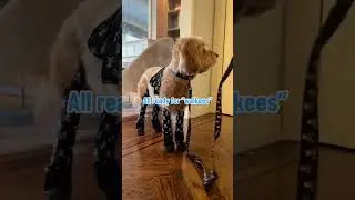 How to protect your dog&rsquo;s paws from all the ruff stuff? With Walkee Paws Boot Leggings #dog #trend