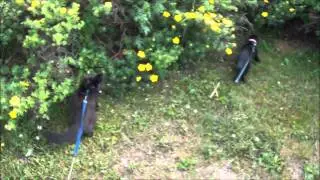 AyaAnny Cats video -  5