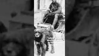This Dog Was a War Hero! Juliana the Great Dane! #history #historyfacts #military #historical