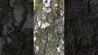 #naturestuff